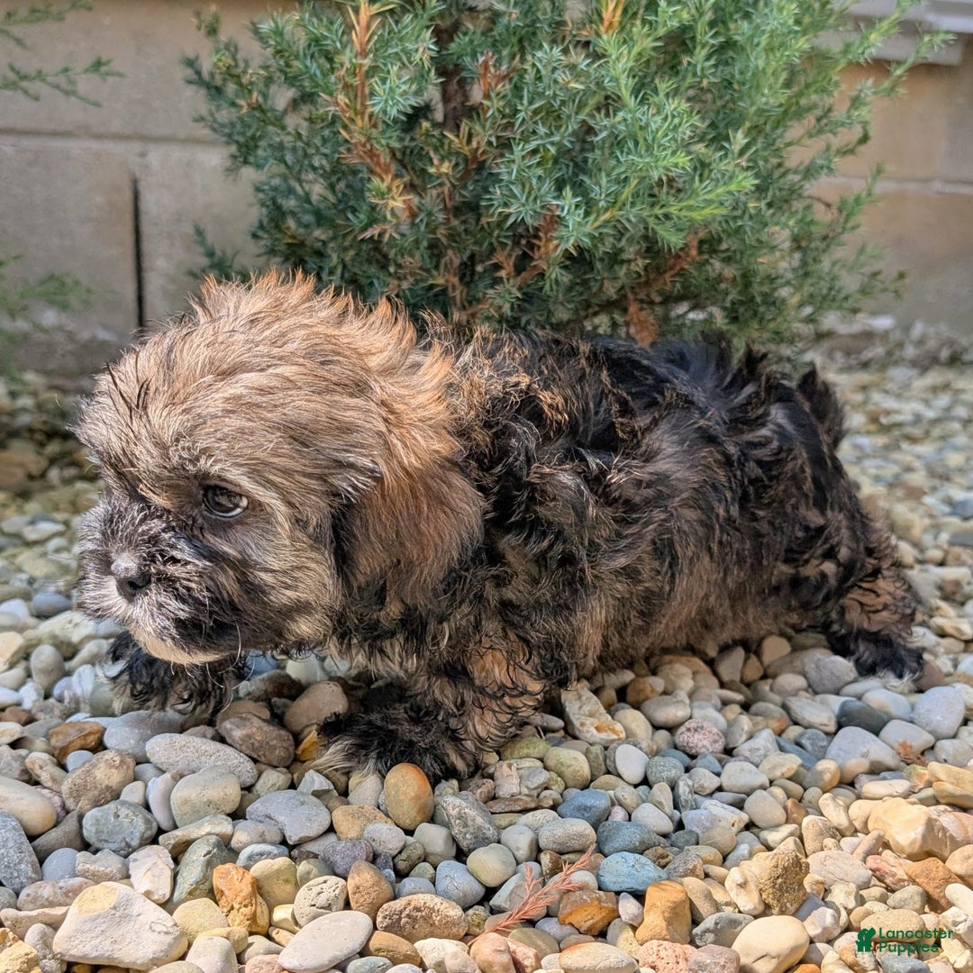 Lhasa Apso dogs for sale: Smokey - Image 5