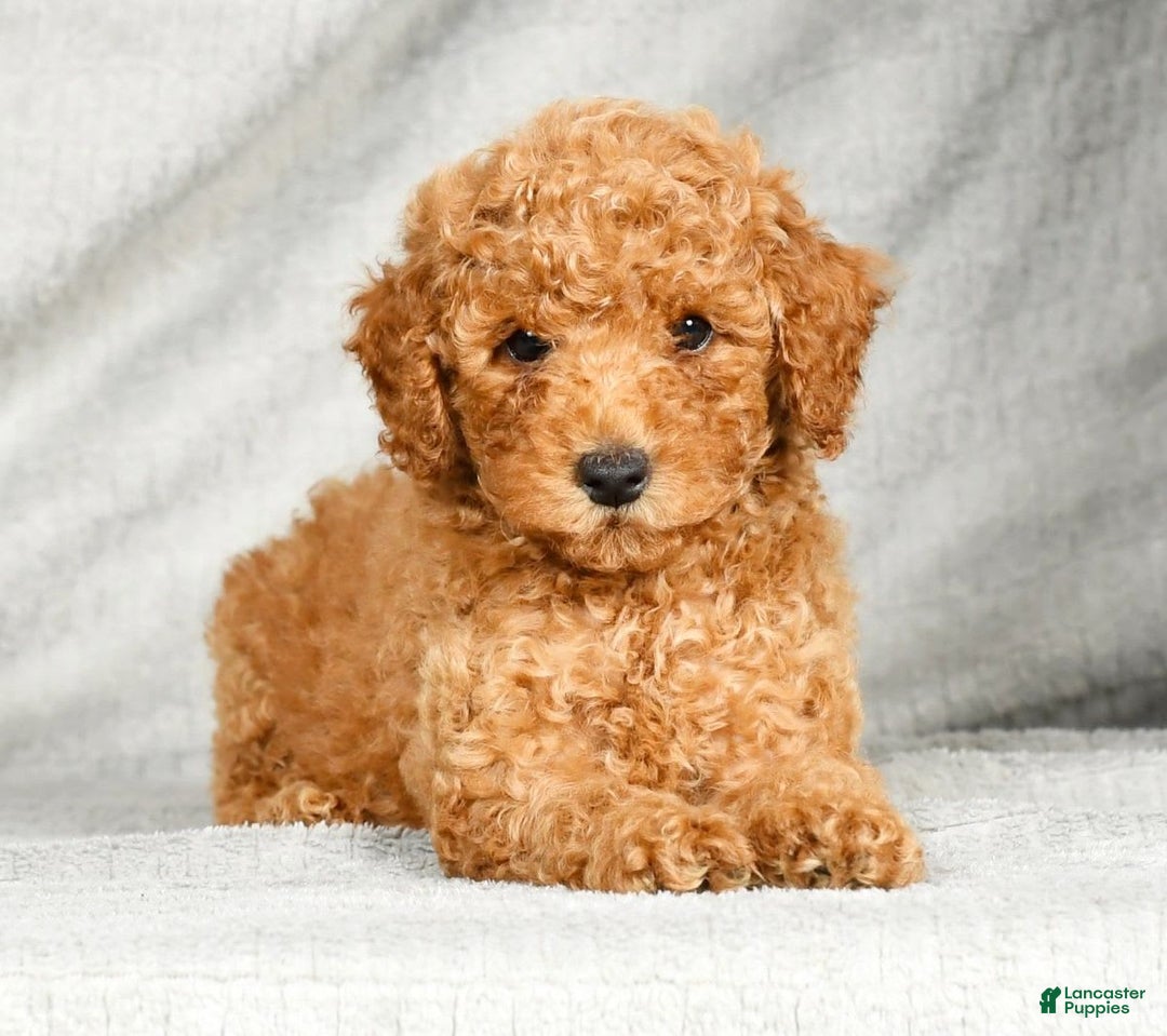 Miniature Poodle dogs for sale: Drew - Image 4