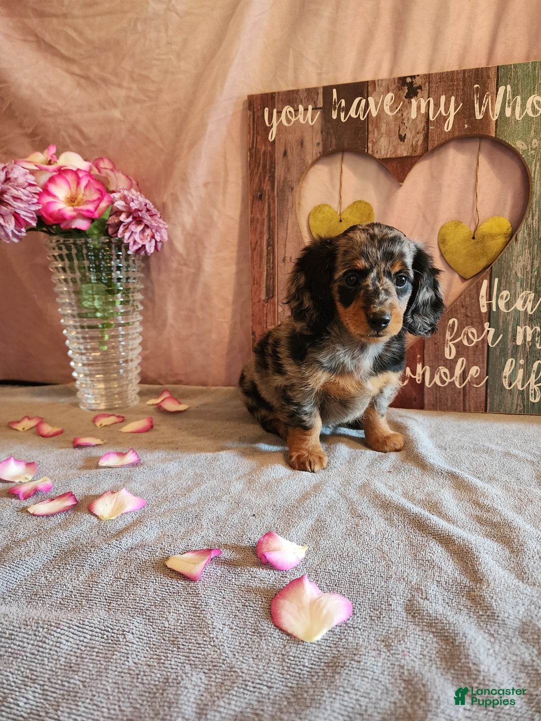 Miniature Dachshund dogs for sale: Delilah - Image 7