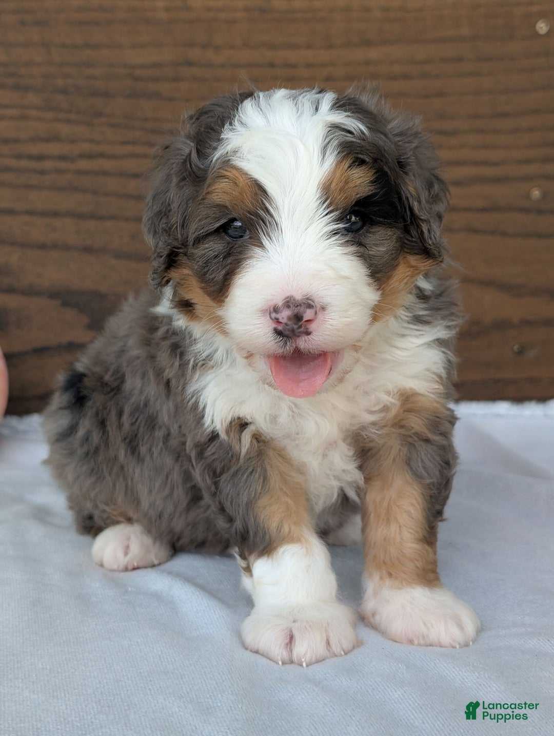 Mini Bernedoodle dogs for sale: Louie - Image 24