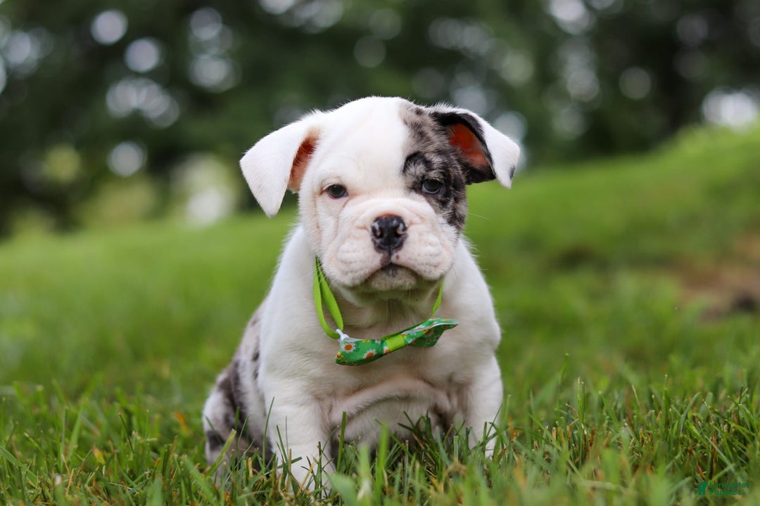 Beabull dogs for sale: Chip - Image 1
