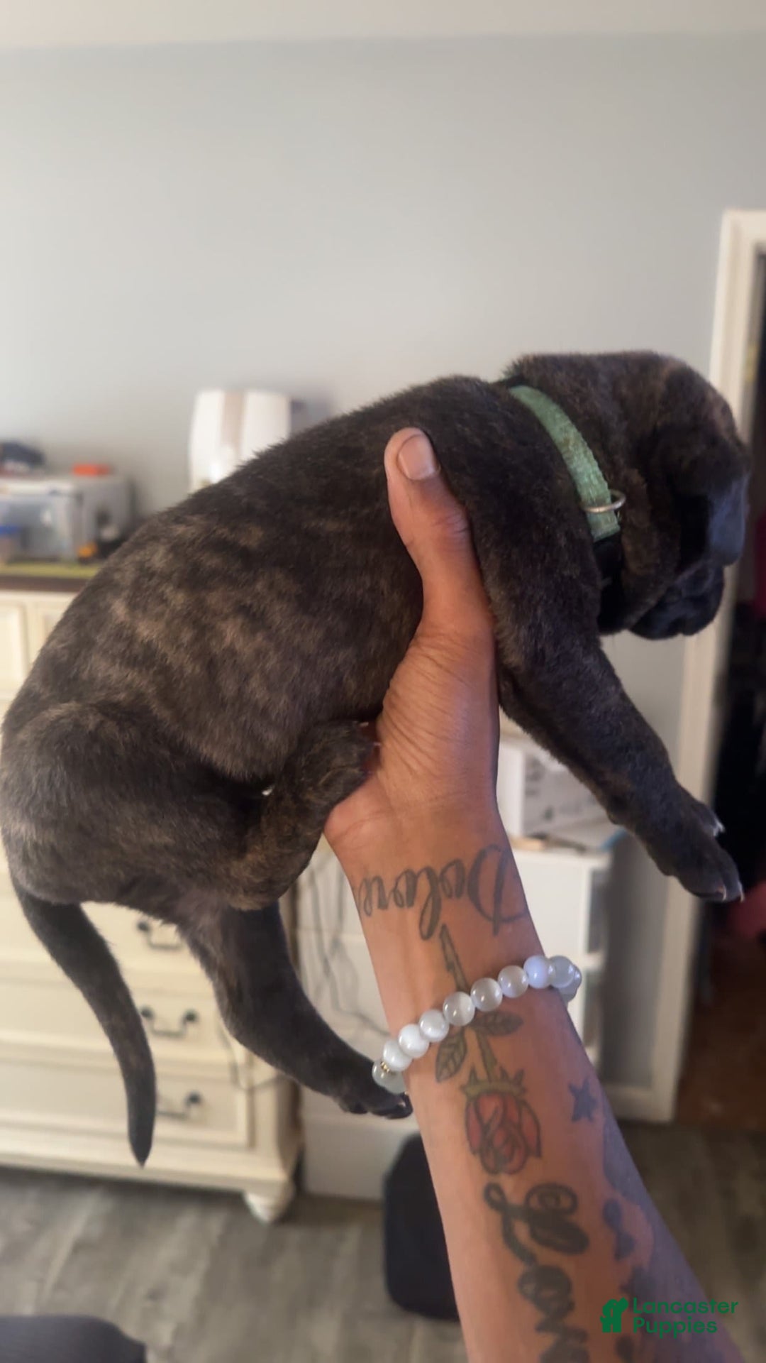 Cane Corso dogs for sale: Dark Green - Image 2
