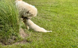 Great Pyrenees dogs for sale: Girl 1 - Image 3
