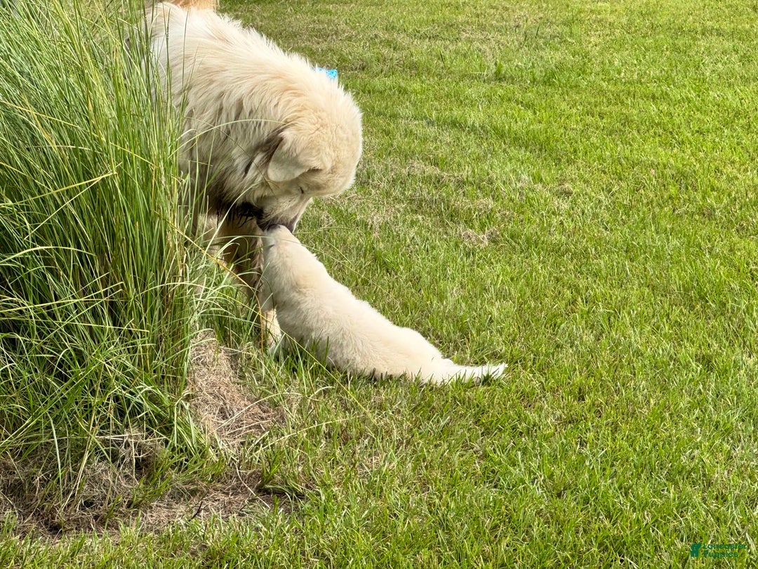 Great Pyrenees dogs for sale: Girl 1 - Image 3