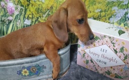 Dachshund dogs for sale: Jolly - Image 3