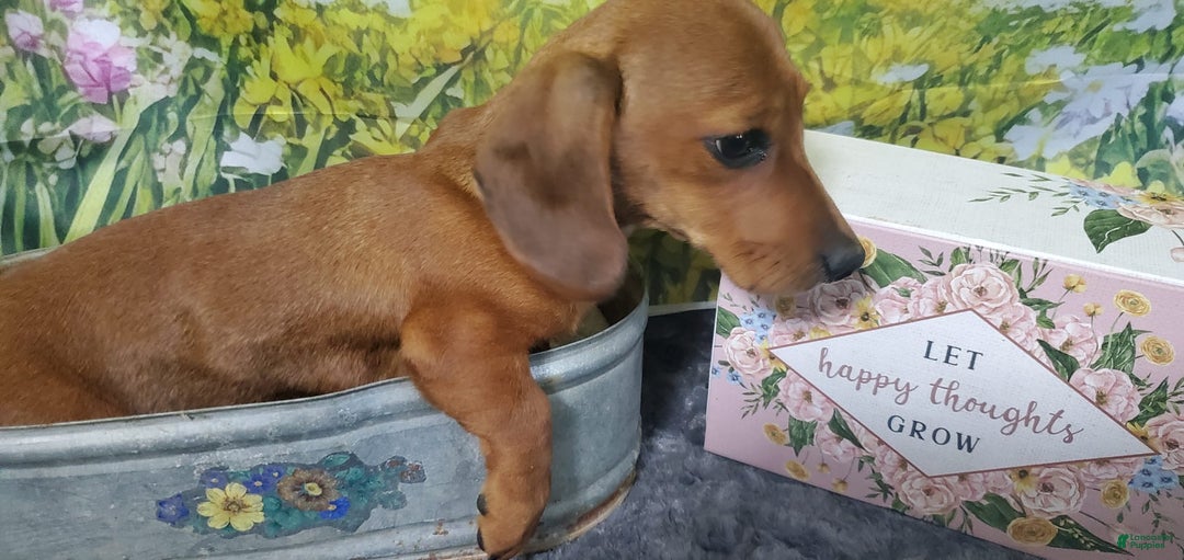 Dachshund dogs for sale: Jolly - Image 3