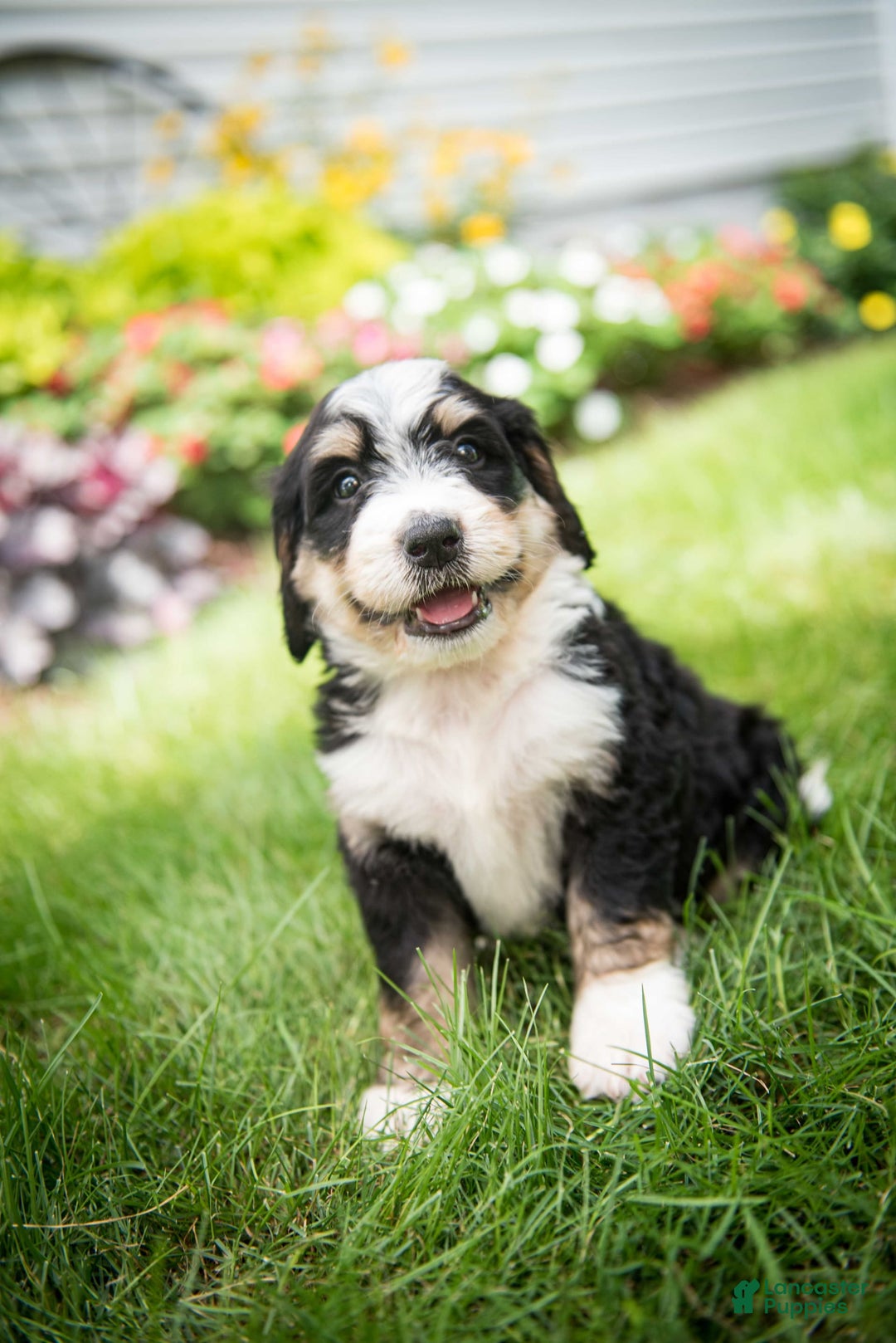 Bernedoodle dogs for sale: Rebel - Image 10