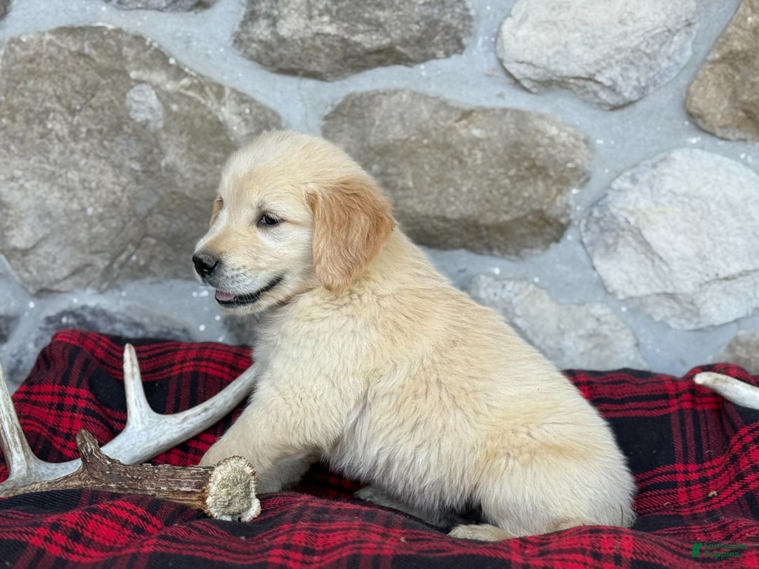 Golden Retriever dogs for sale: Sammy - Image 6