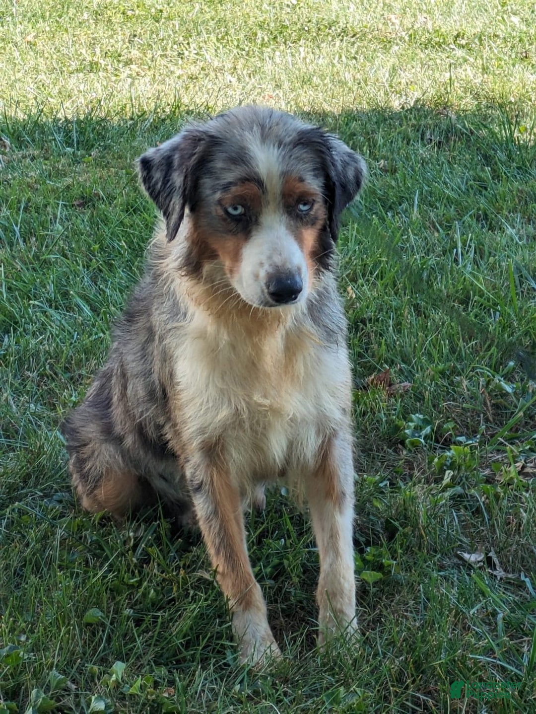 Australian Shepherd dogs for sale: Katie - Image 8