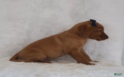 Labrador Retriever dogs for sale: Rocky - Image 2