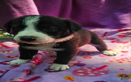Border Collie dogs for sale: Coco - Image 9