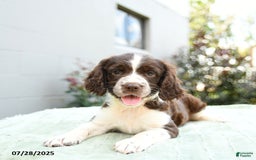 English Springer Spaniel dogs for sale: Bouncer - Image 2