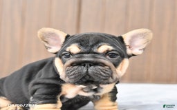 French Bulldog dogs for sale: Daisy - Image 3