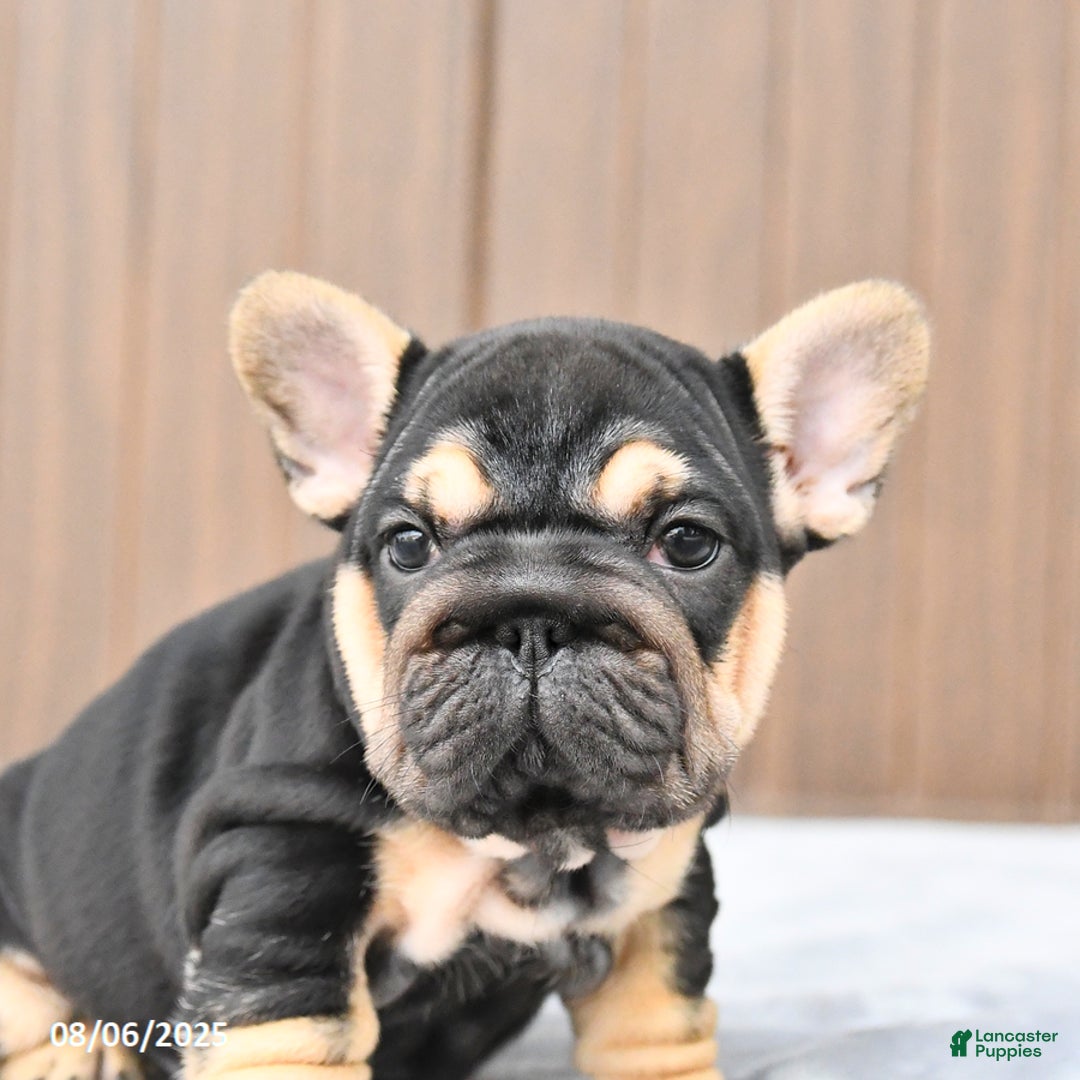 French Bulldog dogs for sale: Daisy - Image 3