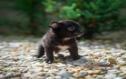 Pomchi dogs for sale: Batty - Image 9