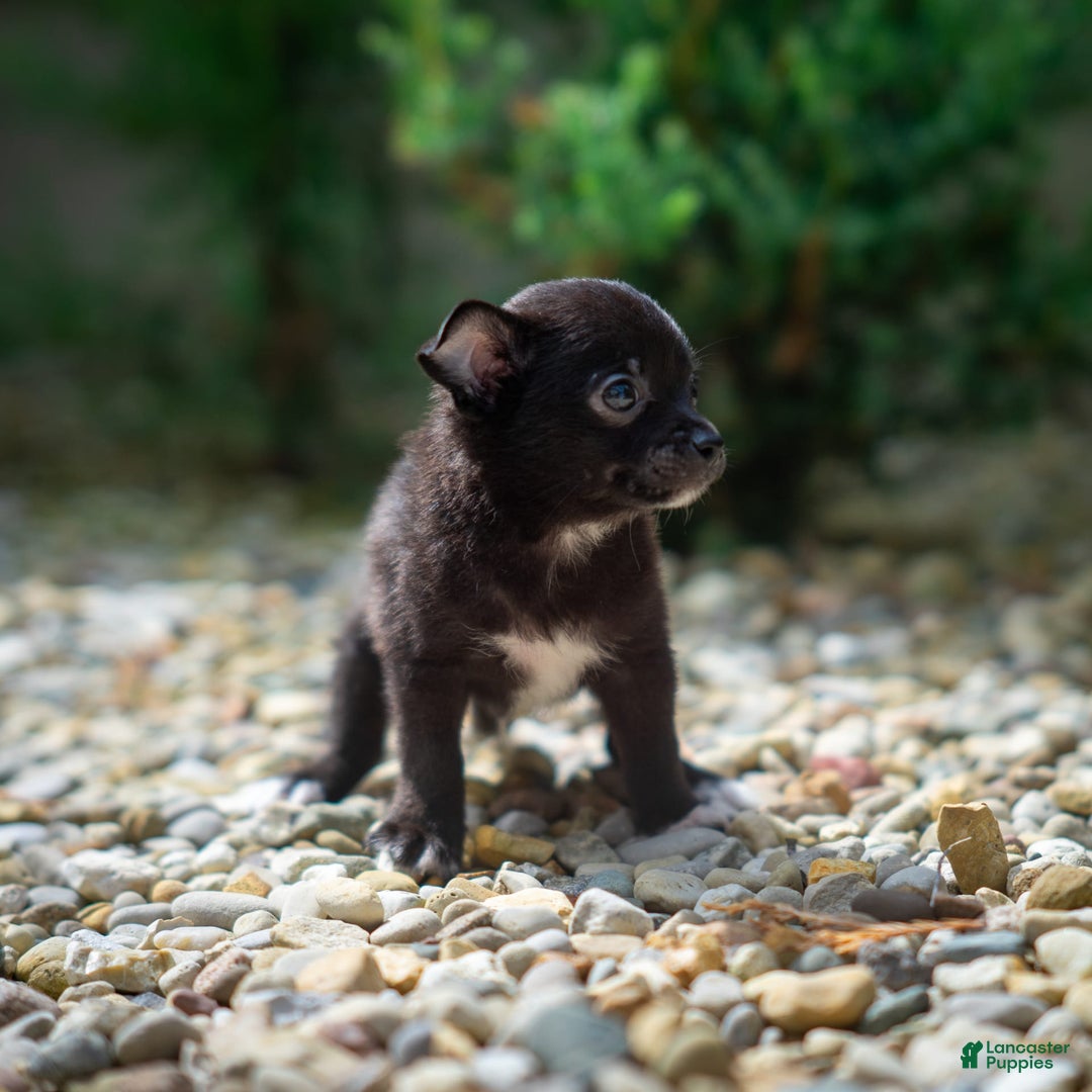 Pomchi dogs for sale: Batty - Image 9