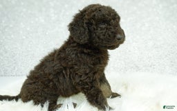 Newfypoo dogs for sale: Hazel F1b - Image 3