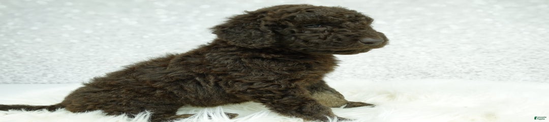 Hazel F1b