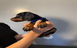 Doberman Pinscher dogs for sale: Blue Collar - Image 5