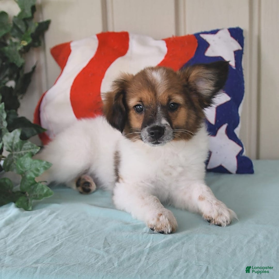 Papillon dogs for sale: Chico - Image 8