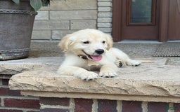 Golden Retriever dogs for sale: Winston - Image 6