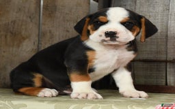 Beabull dogs for sale: Winston - Image 8