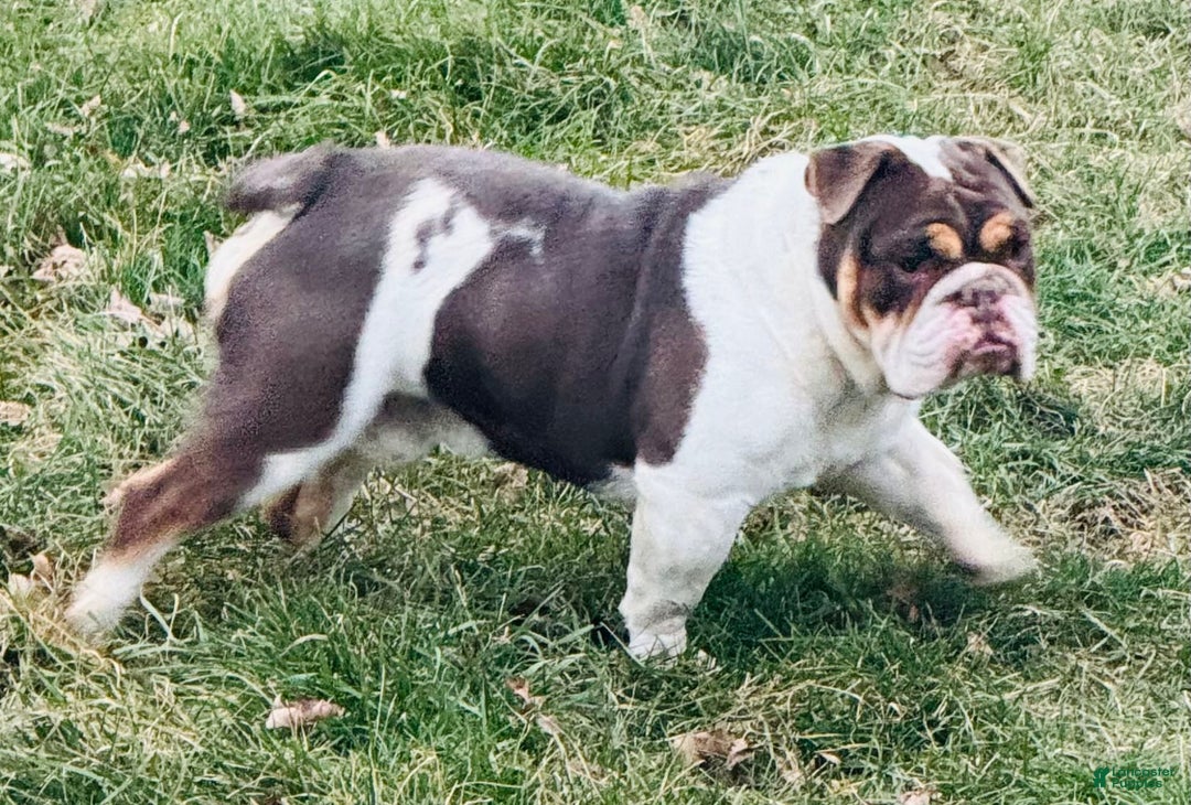 English Bulldog dogs for sale: Andy - Image 6