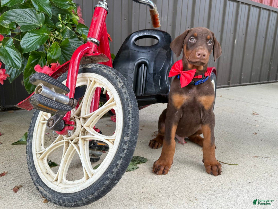 Doberman Pinscher dogs for sale: Marley - Image 5