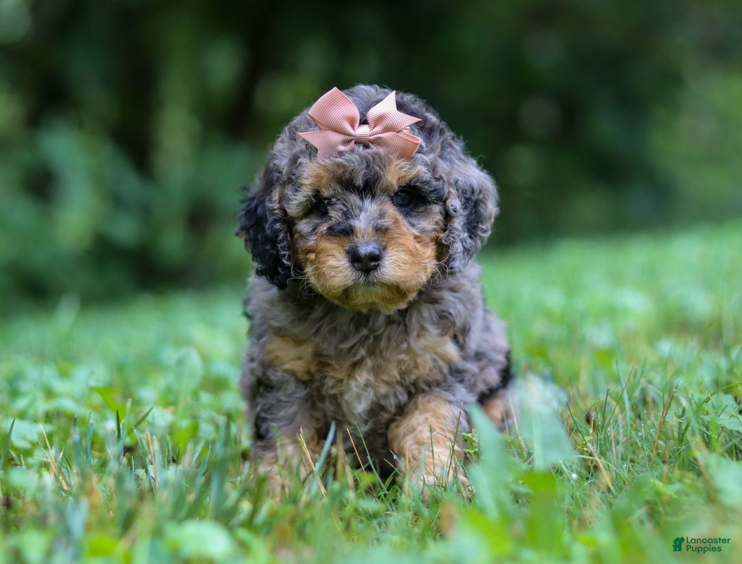 Cockapoo dogs for sale: Angela - Image 9