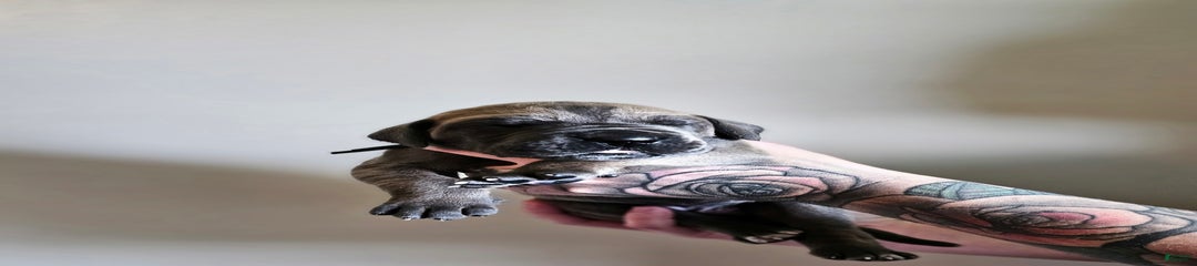 Black Collar