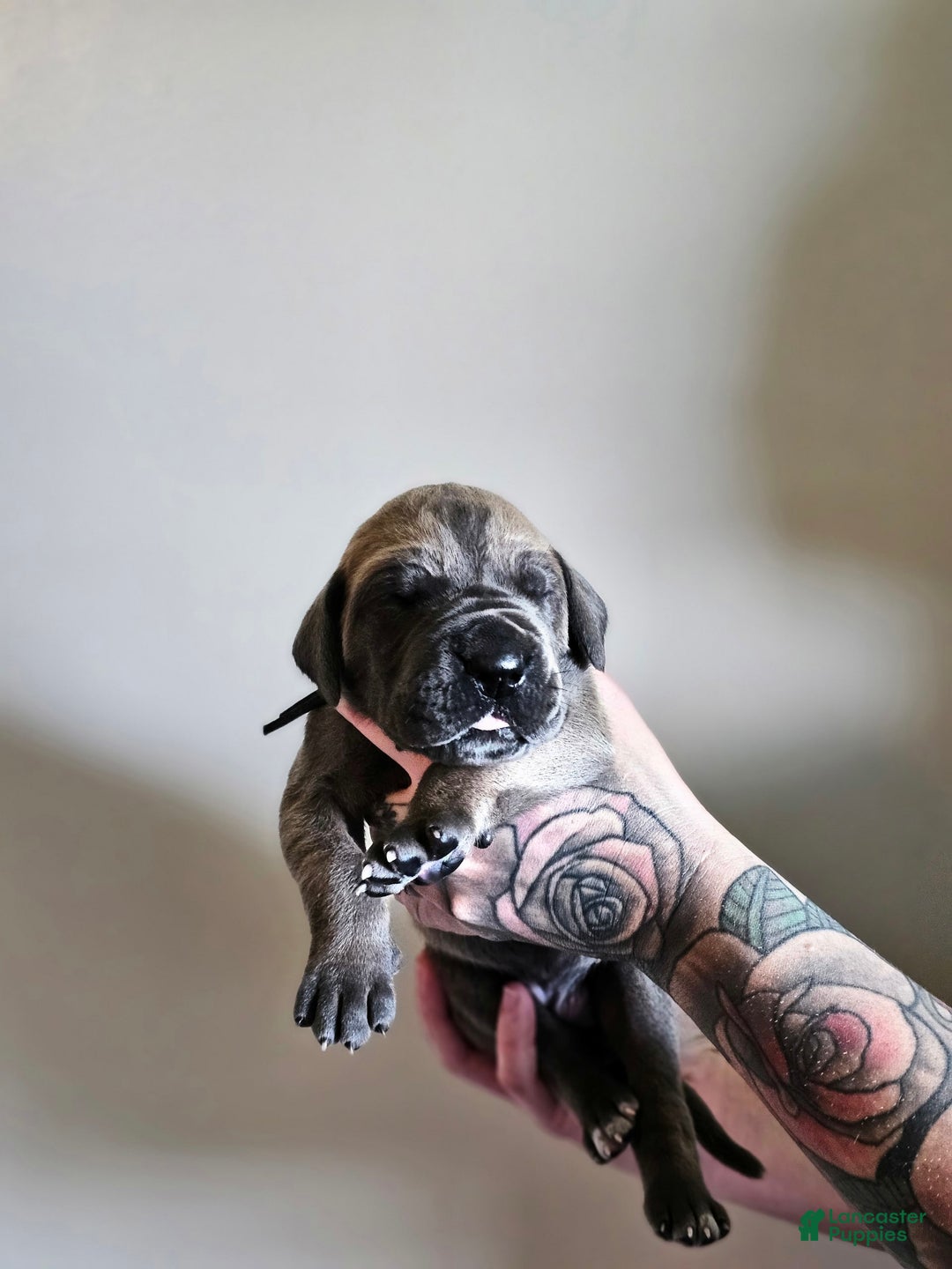 Great Dane dogs for sale: Black Collar - Image 2