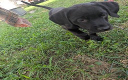 Labrador Retriever dogs for sale: Puppy 3 - Image 1