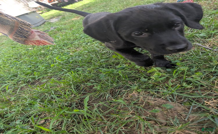 Labrador Retriever dogs for sale - Ad 2