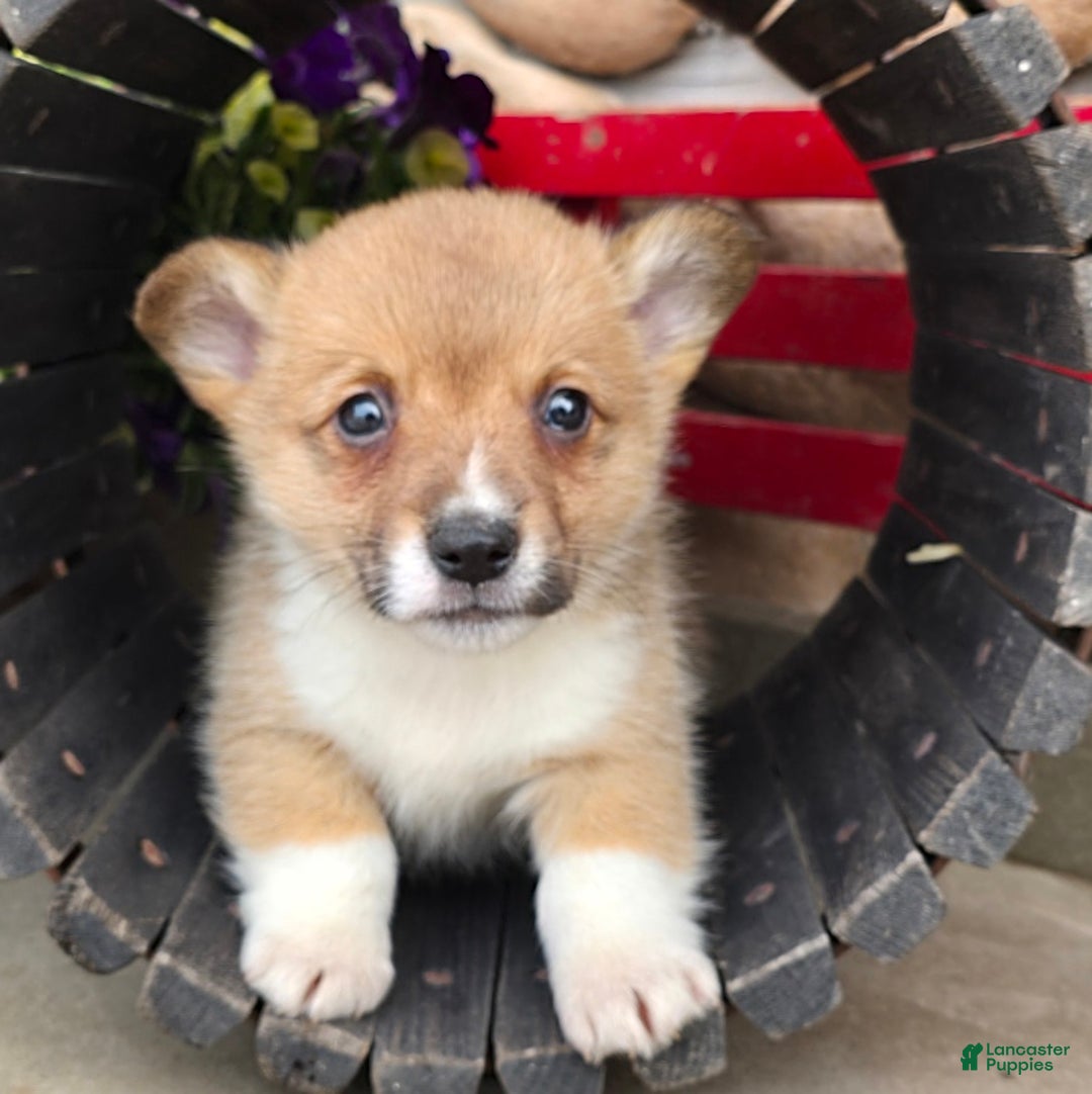 Welsh Corgi Pembroke dogs for sale: Paul - Image 8