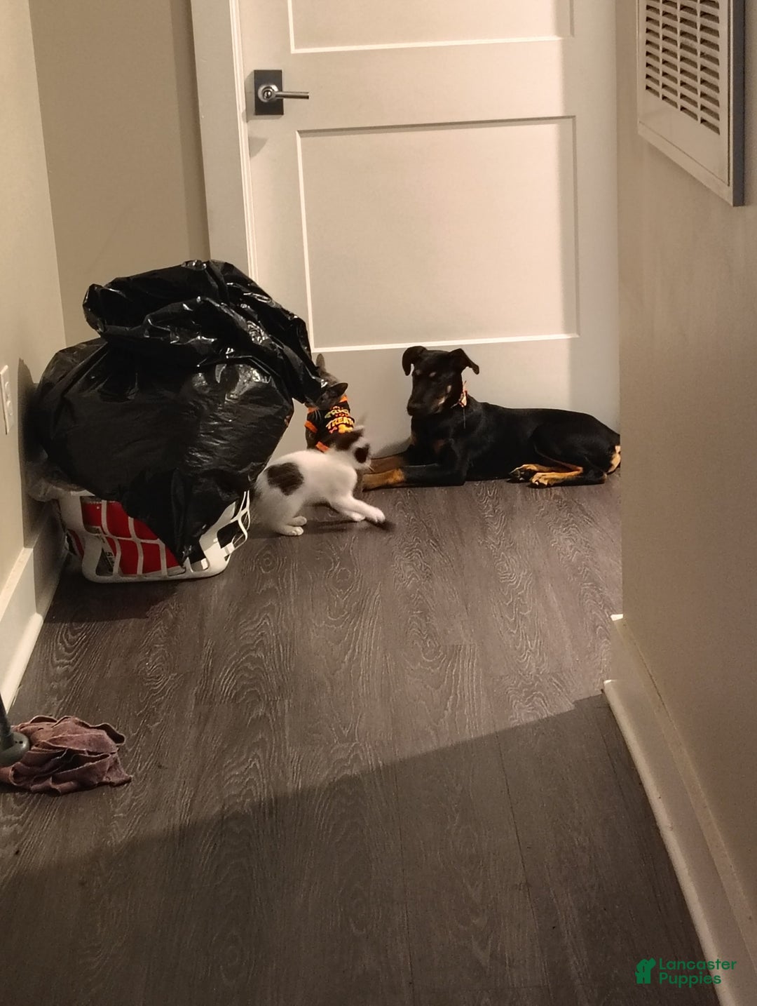 Doberman Pinscher dogs for sale: Fierren - Image 5