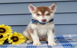 Siberian Husky dogs for sale: Cleo - Image 1