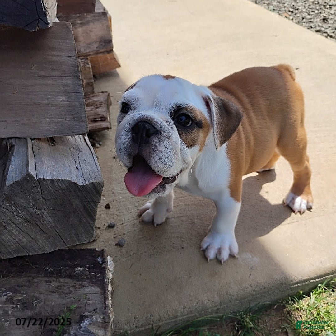 English Bulldog dogs for sale: Rumble - Image 4