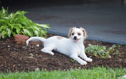 Cavapoo dogs for sale: Hana - Image 7
