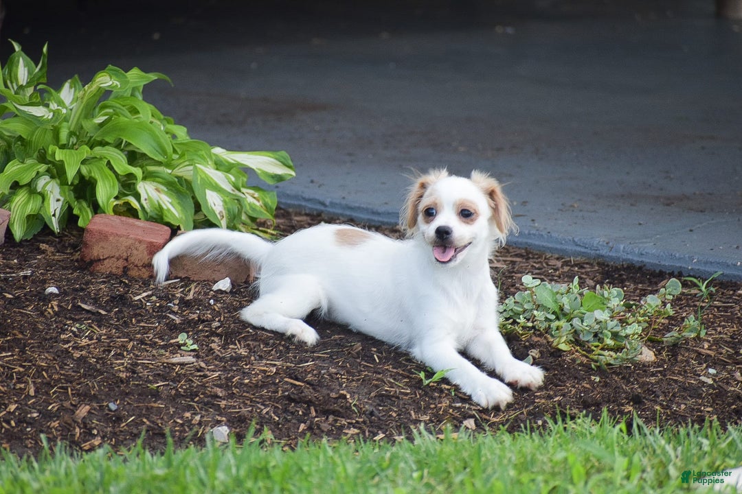 Cavapoo dogs for sale: Hana - Image 7