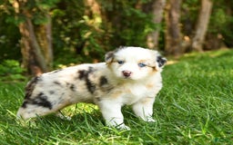 Australian Shepherd dogs for sale: Kenya - Image 3