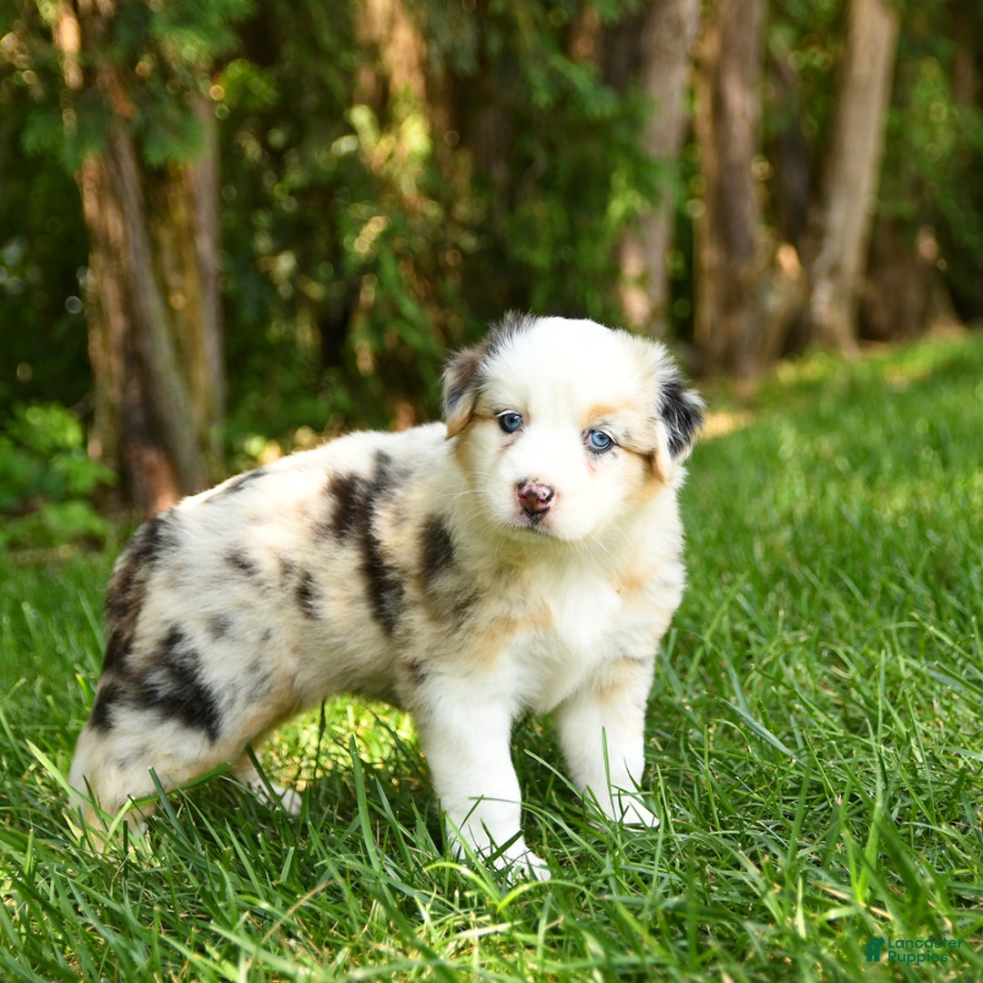 Australian Shepherd dogs for sale: Kenya - Image 3