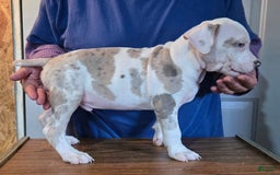 Staffordshire Bull Terrier dogs for sale: Hawks Flash - Image 2