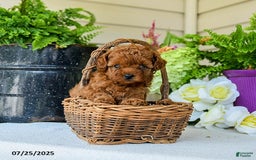 Toy Poodle dogs for sale: Nollie - Image 3