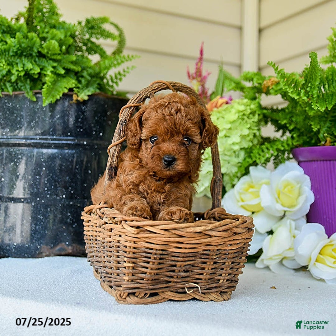 Toy Poodle dogs for sale: Nollie - Image 3