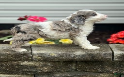 Cockapoo dogs for sale: Charlie - Image 1