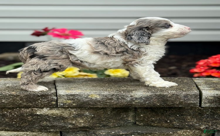 Cockapoo dogs for sale - Ad 1