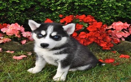 Siberian Husky dogs for sale: Wolf - Image 2