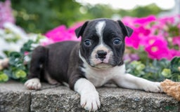 Boston Terrier dogs for sale: Marco - Image 5