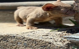 French Bulldog dogs for sale: Crisean Boy 1 - Image 2