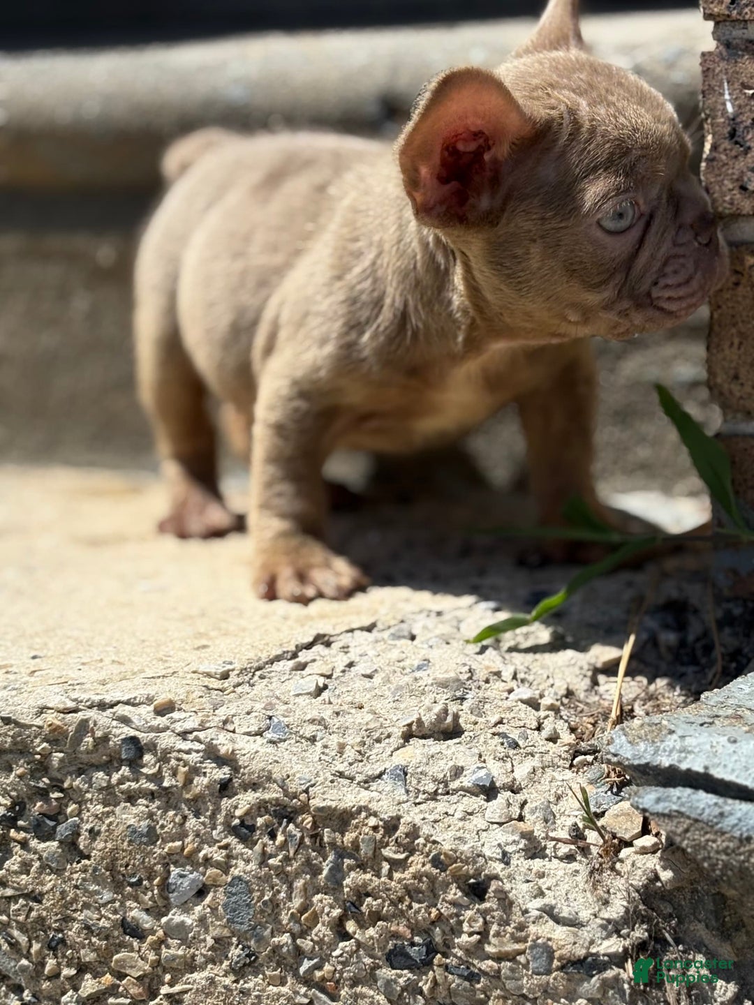 French Bulldog dogs for sale: Crisean Boy 1 - Image 2